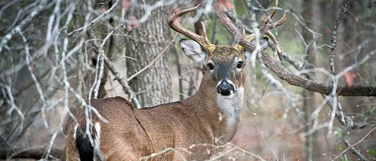 Texas deer hunting guide