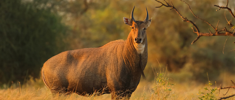 Blue bulls blackbeards