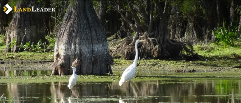 Denali National park