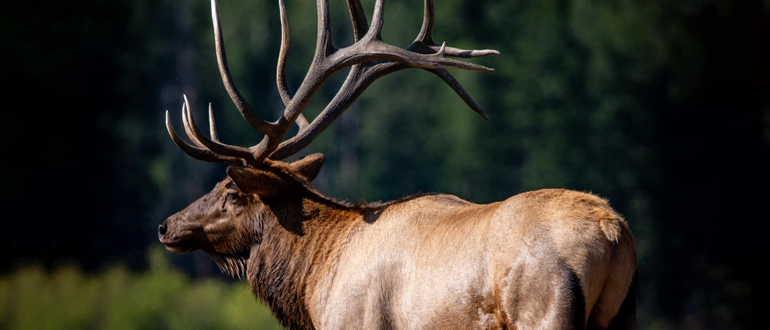 Elk