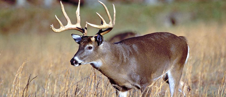 harvest the right deer