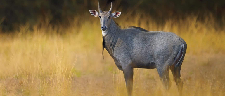 Hunting opportunities