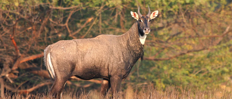 Nilgai antelope