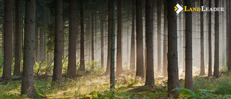 Is Timberland a Good Investment