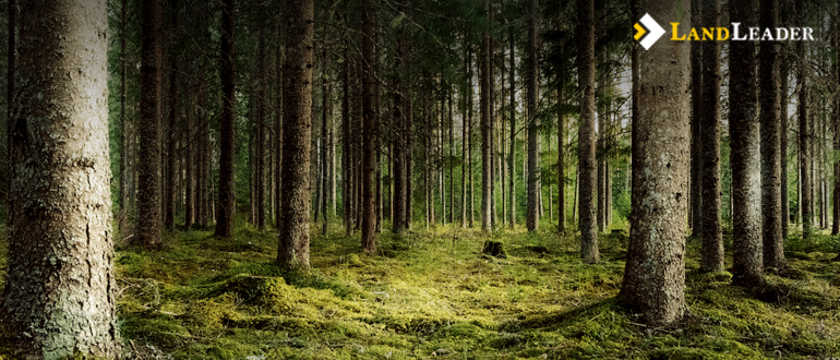 Timberland investing from the beginning