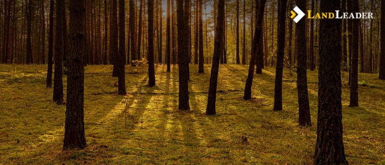 Ways to Invest in Timberland