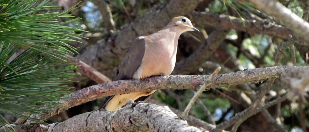 Florida Dove Hunting the bird