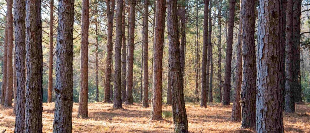 Why-Invest-in-Timberland_-1-1-1024x439