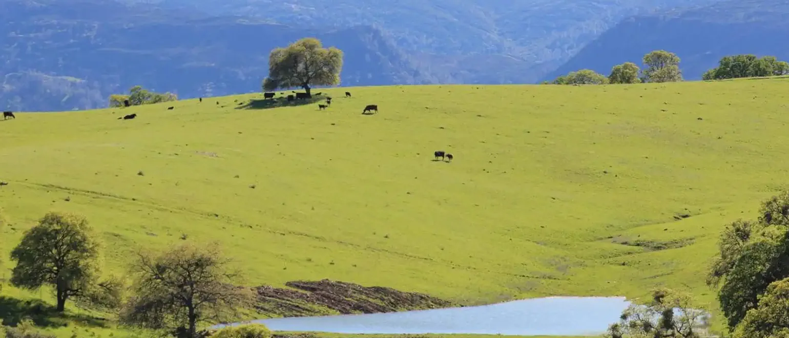 5.-Guinda-California-