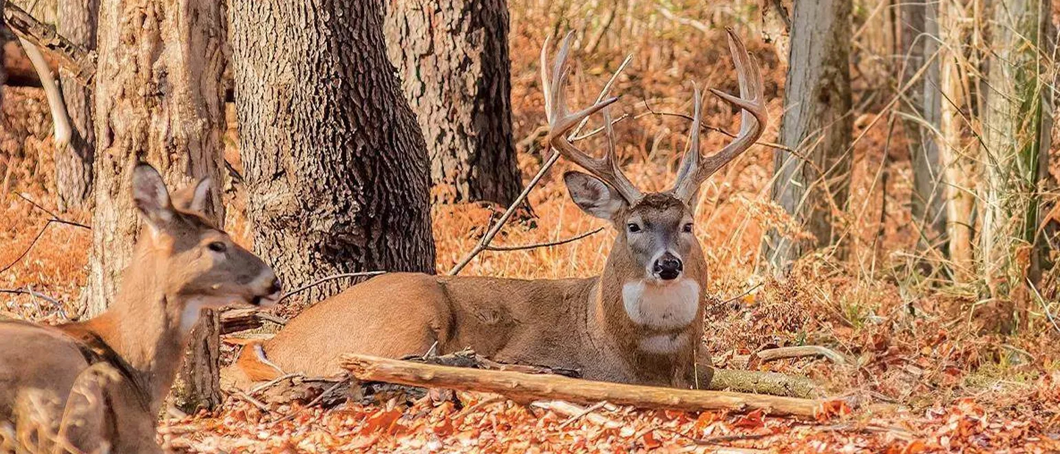 Deer-Bedding-Areas-How-to-Find-and-Hunt-Them-Effectively_