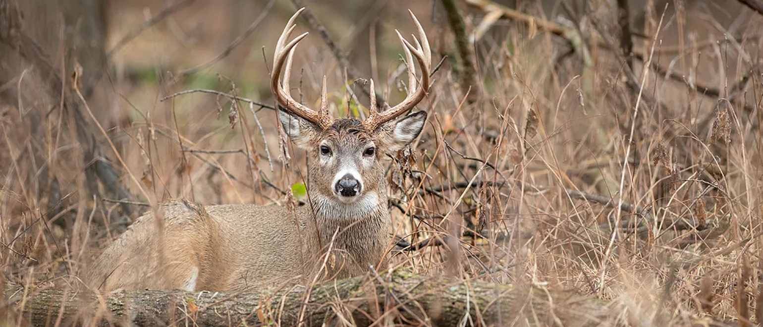 What-Are-Deer-Bedding-Areas-and-Why-Are-They-Important__