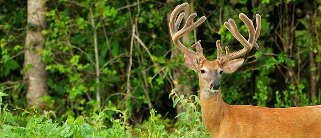 best deer food plots