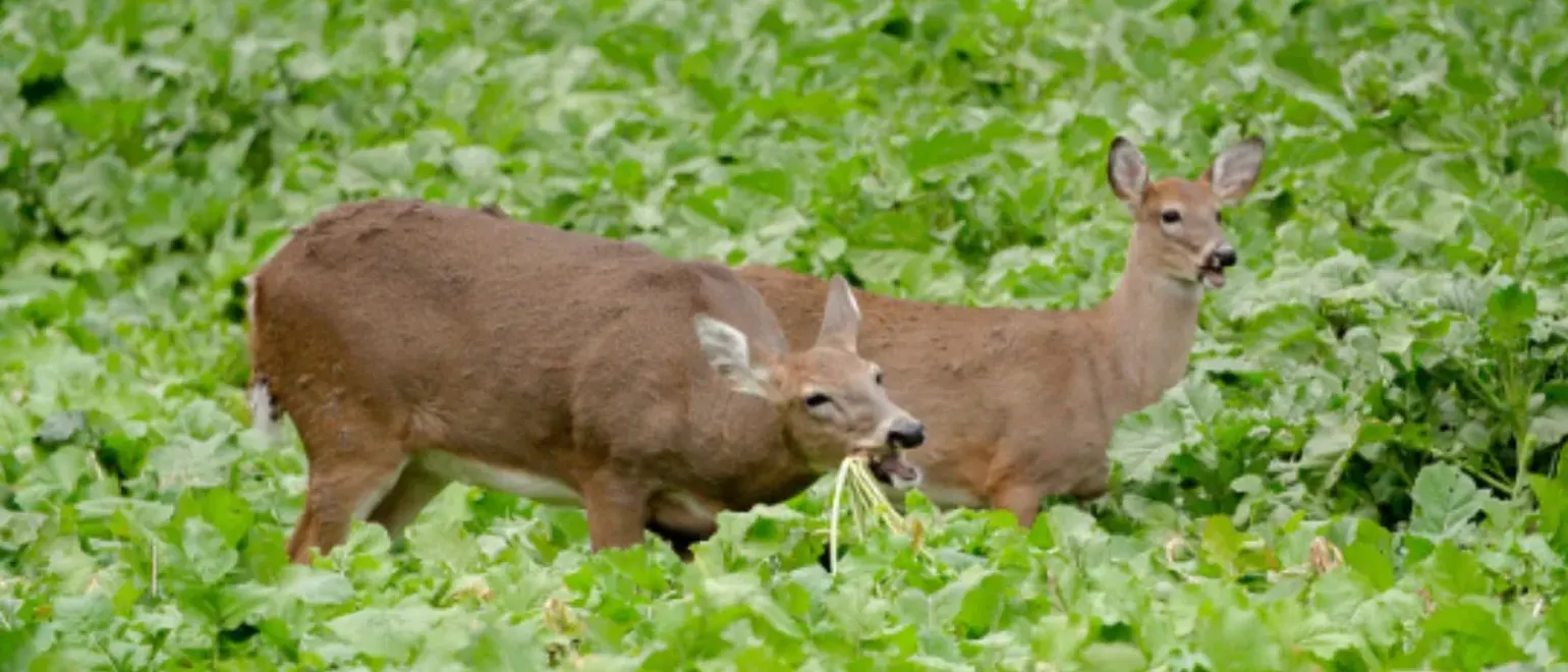Timing-and-Location-How-to-Plan-the-Best-Deer-Food-Plots-